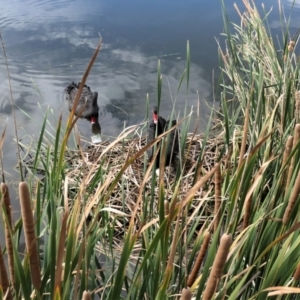 Cygnus atratus at Gungahlin, ACT - 14 Mar 2021