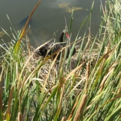 Cygnus atratus at Gungahlin, ACT - 14 Mar 2021