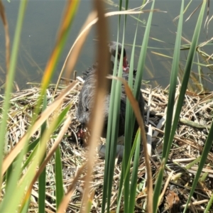 Cygnus atratus at Gungahlin, ACT - 14 Mar 2021