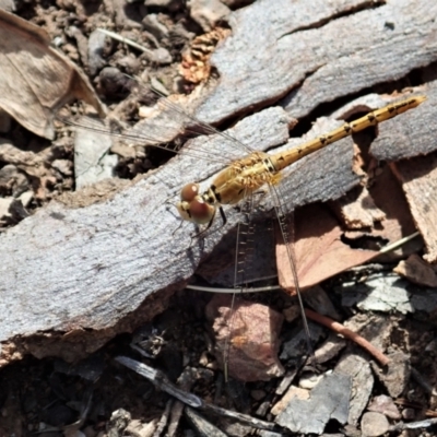 Diplacodes bipunctata (Wandering Percher) at Aranda, ACT - 18 Feb 2021 by CathB