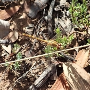 Diplacodes bipunctata at Aranda, ACT - 18 Feb 2021