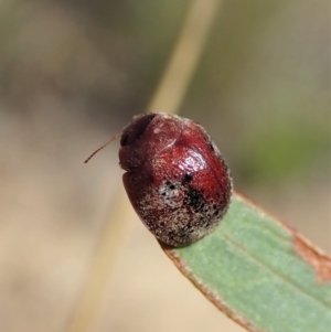 Trachymela sp. (genus) at Holt, ACT - 18 Feb 2021 04:23 PM