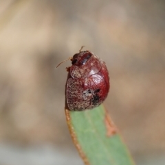 Trachymela sp. (genus) at Holt, ACT - 18 Feb 2021 04:23 PM