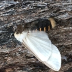 Oenosandra boisduvalii (Boisduval's Autumn Moth) at Jerrabomberra Wetlands - 8 Mar 2021 by YellowButton