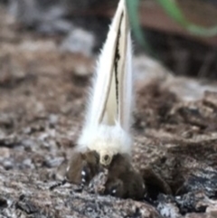 Oenosandra boisduvalii at Fyshwick, ACT - 8 Mar 2021 05:04 PM