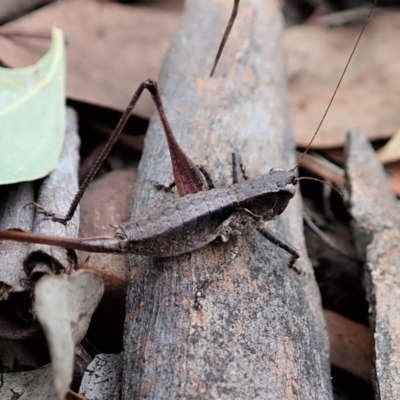 Nanodectes harpax (Small shield-back katydid) at Cook, ACT - 26 Feb 2021 by CathB