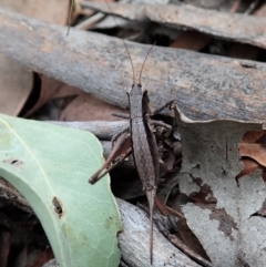 Nanodectes harpax at Cook, ACT - 27 Feb 2021 09:24 AM