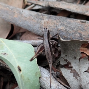 Nanodectes harpax at Cook, ACT - 27 Feb 2021 09:24 AM