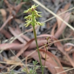 Corunastylis cornuta (Horned Midge Orchid) at Aranda, ACT - 6 Mar 2021 by CathB