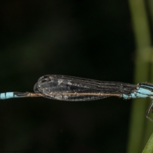 Ischnura heterosticta at Macgregor, ACT - suppressed