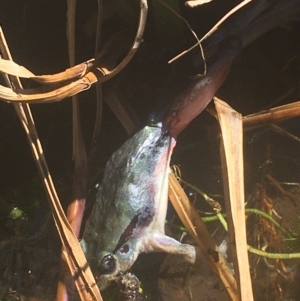 Litoria lesueuri at Murray Gorge, NSW - 6 Mar 2021