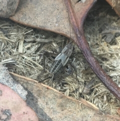 Bobilla sp. (genus) (A Small field cricket) at Tom Groggin, VIC - 7 Mar 2021 by Ned_Johnston