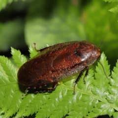 Rhabdoblatta sp. (genus) (Giant Forest Cockroach) at ANBG - 3 Mar 2021 by TimL