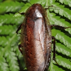 Rhabdoblatta sp. (genus) at Acton, ACT - 4 Mar 2021