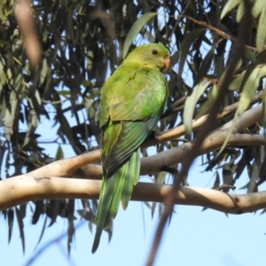 Polytelis swainsonii at Gungahlin, ACT - suppressed