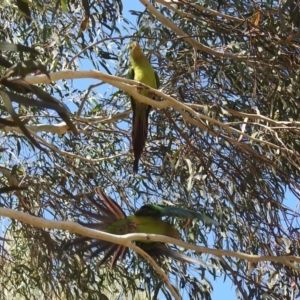 Polytelis swainsonii at Gungahlin, ACT - suppressed