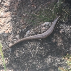 Eulamprus heatwolei (Yellow-bellied Water Skink) at Kosciuszko National Park - 7 Mar 2021 by Ned_Johnston