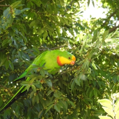 Polytelis swainsonii (Superb Parrot) at Yerrabi Pond - 6 Mar 2021 by HelenCross