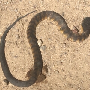 Notechis scutatus at Murray Gorge, NSW - 7 Mar 2021