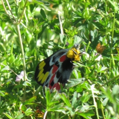 Delias harpalyce (Imperial Jezebel) at Paddys River, ACT - 5 Mar 2021 by SandraH