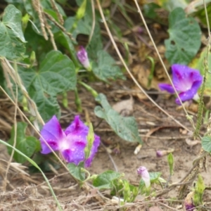 Ipomoea purpurea at Monash, ACT - 8 Mar 2021