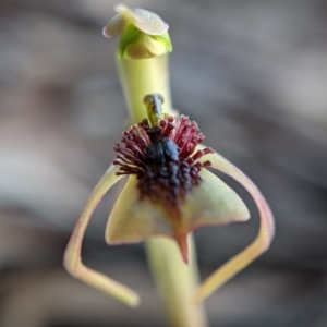 Chiloglottis reflexa at Currawang, NSW - suppressed