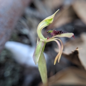 Chiloglottis reflexa at Currawang, NSW - suppressed