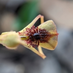 Chiloglottis reflexa at Currawang, NSW - 8 Mar 2021