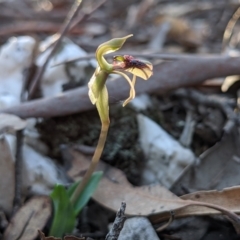 Chiloglottis reflexa at Currawang, NSW - suppressed