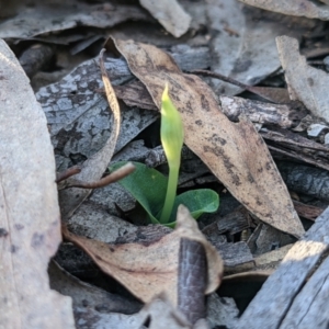 Chiloglottis reflexa at Currawang, NSW - suppressed