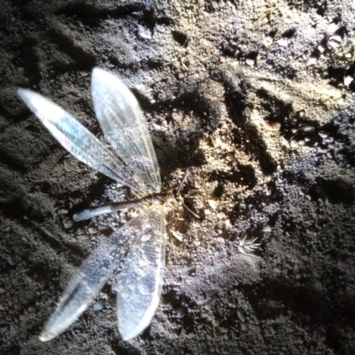 Distoleon bistrigatus (Ant-lion lacewing) at Kambah, ACT - 8 Mar 2021 by michaelb