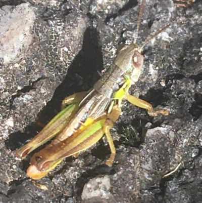 Kosciuscola cognatus (A grasshopper) at Murray Gorge, NSW - 6 Mar 2021 by Ned_Johnston