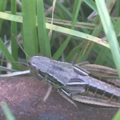 Kosciuscola cuneatus (A grasshopper) at Murray Gorge, NSW - 6 Mar 2021 by Ned_Johnston