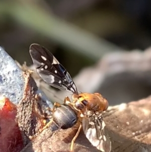 Acanthonevroides jarvisi at Murrumbateman, NSW - 8 Mar 2021