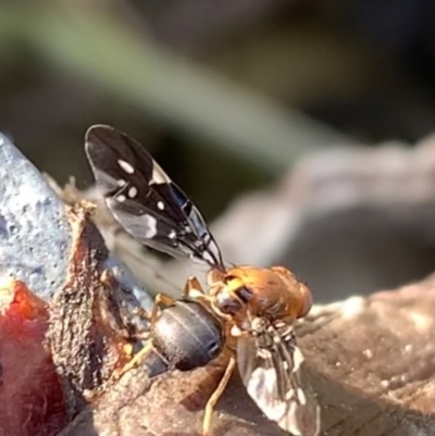 Acanthonevroides jarvisi (A fruit fly) at Murrumbateman, NSW - 8 Mar 2021 by SimoneC