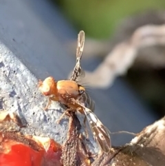 Acanthonevroides jarvisi at Murrumbateman, NSW - 8 Mar 2021