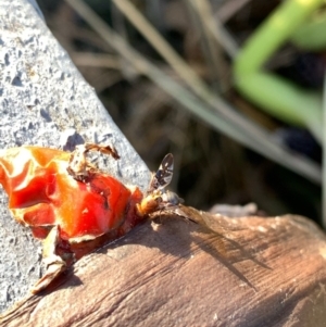 Acanthonevroides jarvisi at Murrumbateman, NSW - 8 Mar 2021