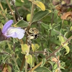 Amegilla (Zonamegilla) asserta (Blue Banded Bee) at Murrumbateman, NSW - 8 Mar 2021 by SimoneC