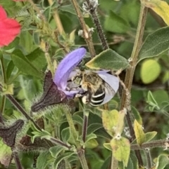 Amegilla (Zonamegilla) asserta at Murrumbateman, NSW - 8 Mar 2021