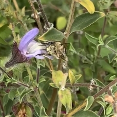 Amegilla (Zonamegilla) asserta at Murrumbateman, NSW - 8 Mar 2021