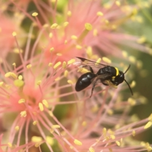 Hylaeus (Prosopisteron) primulipictus at Acton, ACT - 8 Mar 2021 01:50 PM