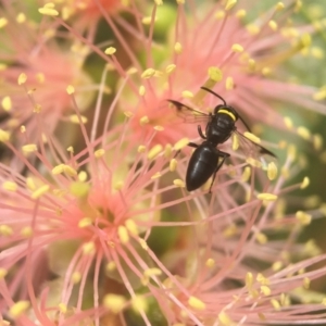 Hylaeus (Prosopisteron) primulipictus at Acton, ACT - 8 Mar 2021 01:50 PM