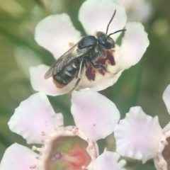 Lipotriches (Austronomia) ferricauda (Halictid bee) at Acton, ACT - 8 Mar 2021 by PeterA