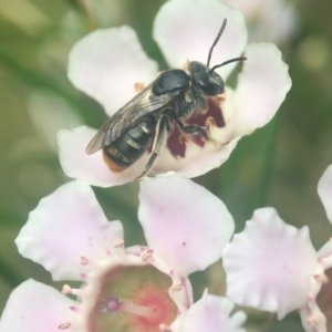 Lipotriches (Austronomia) ferricauda at Acton, ACT - 8 Mar 2021