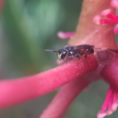 Hylaeus (Prosopisteron) littleri (Hylaeine colletid bee) at Acton, ACT - 8 Mar 2021 by PeterA
