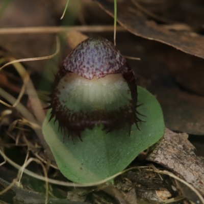 Corysanthes hispida (Bristly Helmet Orchid) at Paddys River, ACT - 8 Mar 2021 by melanoxylon