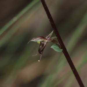 Acianthus exsertus at Paddys River, ACT - suppressed