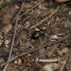 Cardiothorax australis at Paddys River, ACT - 8 Mar 2021 by melanoxylon