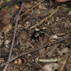 Cardiothorax australis at Paddys River, ACT - 7 Mar 2021 by melanoxylon