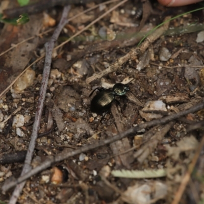 Cardiothorax australis at Tidbinbilla Nature Reserve - 7 Mar 2021 by melanoxylon